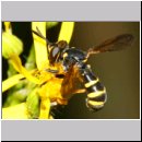 Conops flavipes - Dickkopffliege m11b.jpg